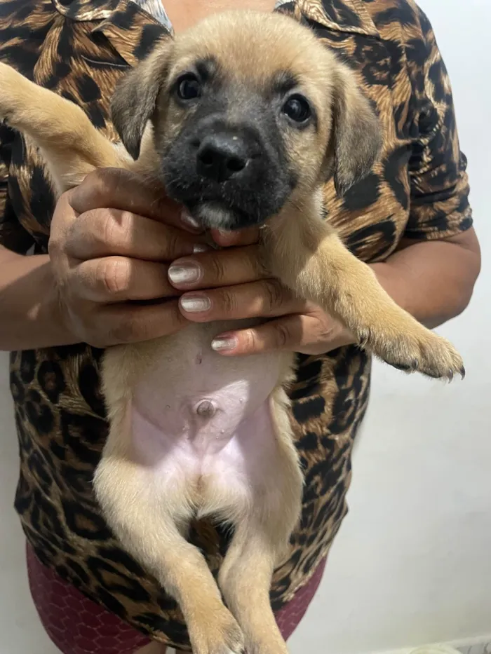 Cachorro ra a SRD-ViraLata idade Abaixo de 2 meses nome Panda 