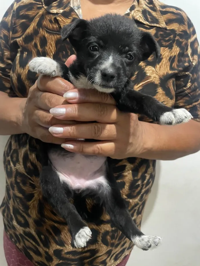 Cachorro ra a SRD-ViraLata idade Abaixo de 2 meses nome Ursula 
