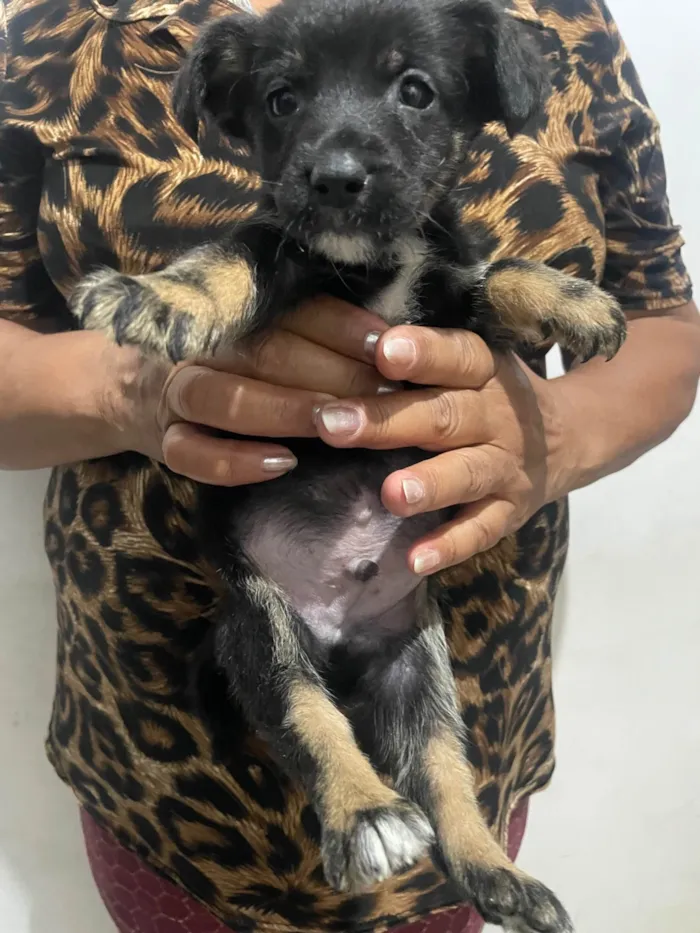 Cachorro ra a SRD-ViraLata idade Abaixo de 2 meses nome Duque