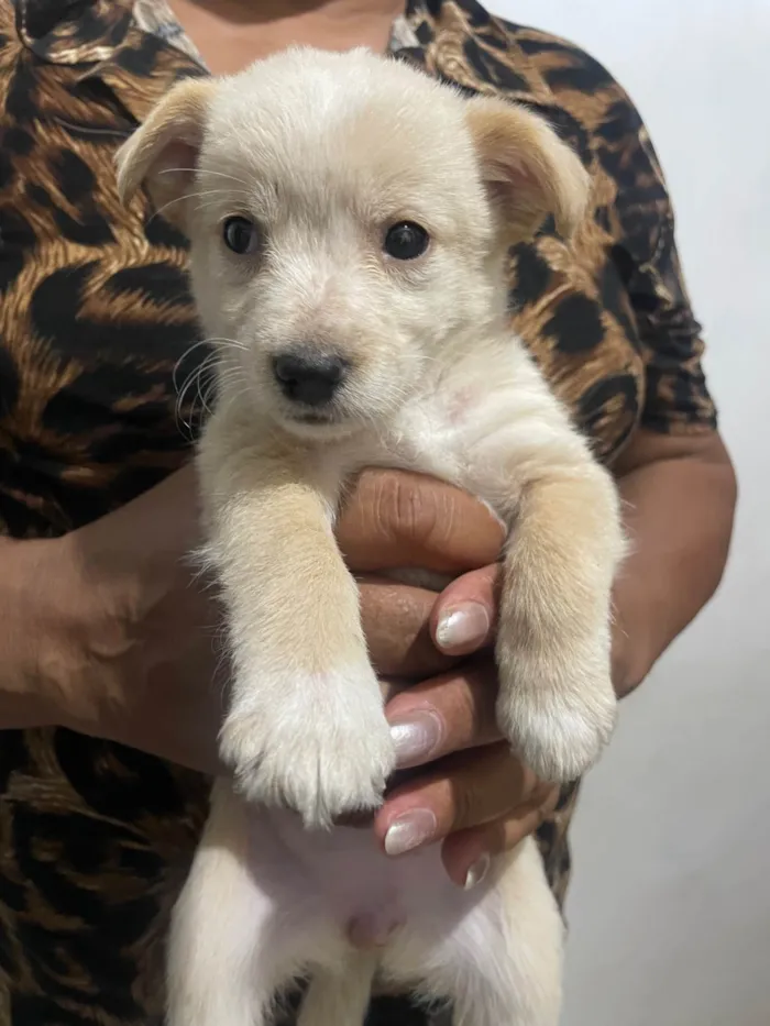 Cachorro ra a SRD-ViraLata idade Abaixo de 2 meses nome branquinha 