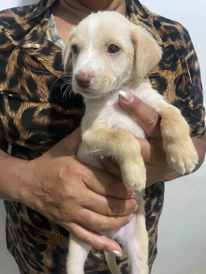Cachorro ra a SRD-ViraLata idade Abaixo de 2 meses nome branquinho