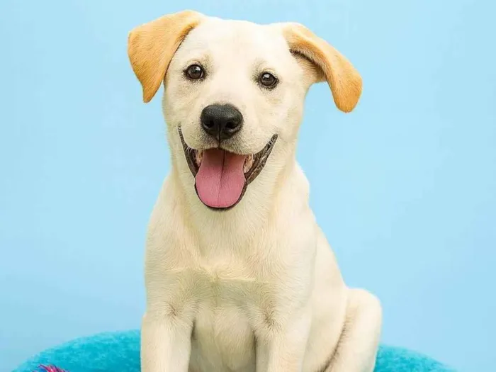 Cachorro ra a SRD-ViraLata idade 2 a 6 meses nome Tapioca