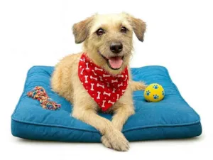 Cachorro raça SRD-ViraLata idade 2 anos nome José 