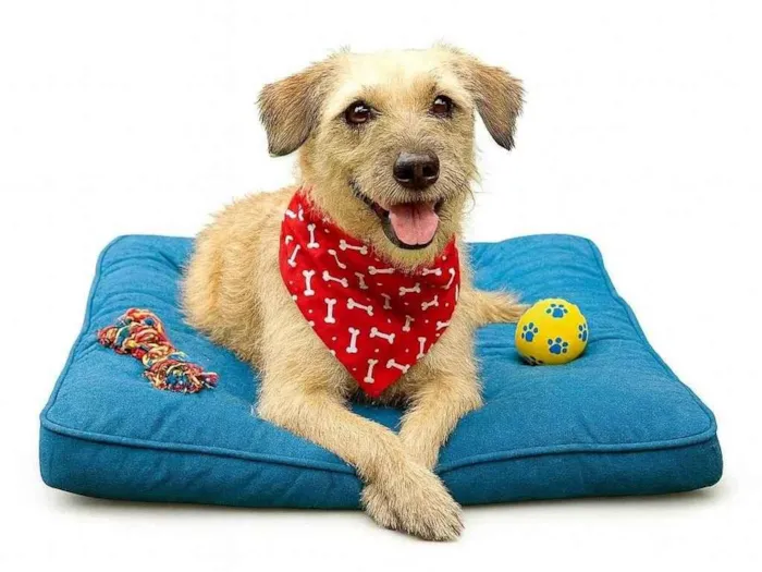 Cachorro ra a SRD-ViraLata idade 2 anos nome José 