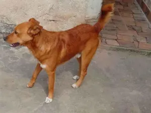 Cachorro raça SRD-ViraLata idade 6 ou mais anos nome Scott
