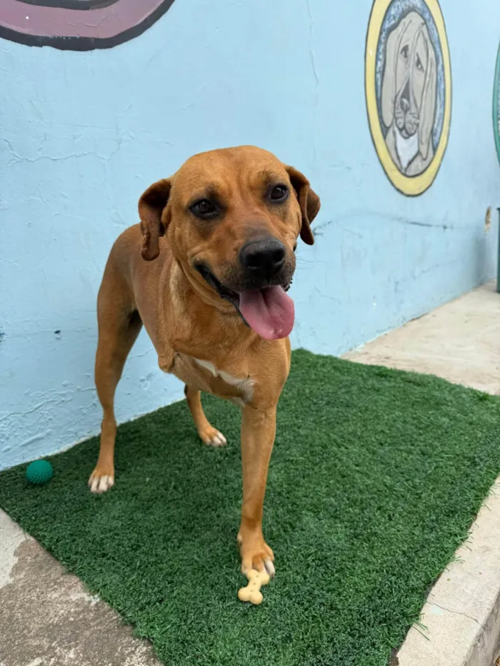 Cachorro ra a SRD-ViraLata idade 3 anos nome Chocolate