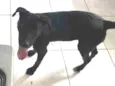 HARLEY 