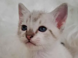 Gato raça SRD-ViraLata idade Abaixo de 2 meses nome Guga