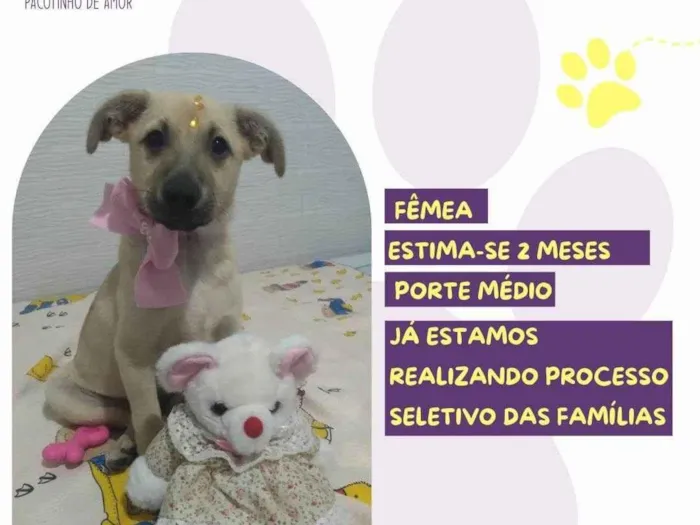 Cachorro ra a SRD-ViraLata idade 2 a 6 meses nome Branca 