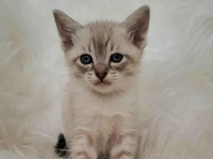 Gato ra a SRD-ViraLata idade Abaixo de 2 meses nome Lisa