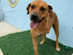 Cachorro raça SRD-ViraLata idade 3 anos nome Chocolate