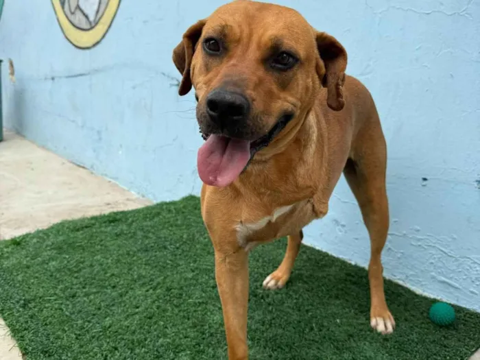 Cachorro ra a SRD-ViraLata idade 3 anos nome Chocolate