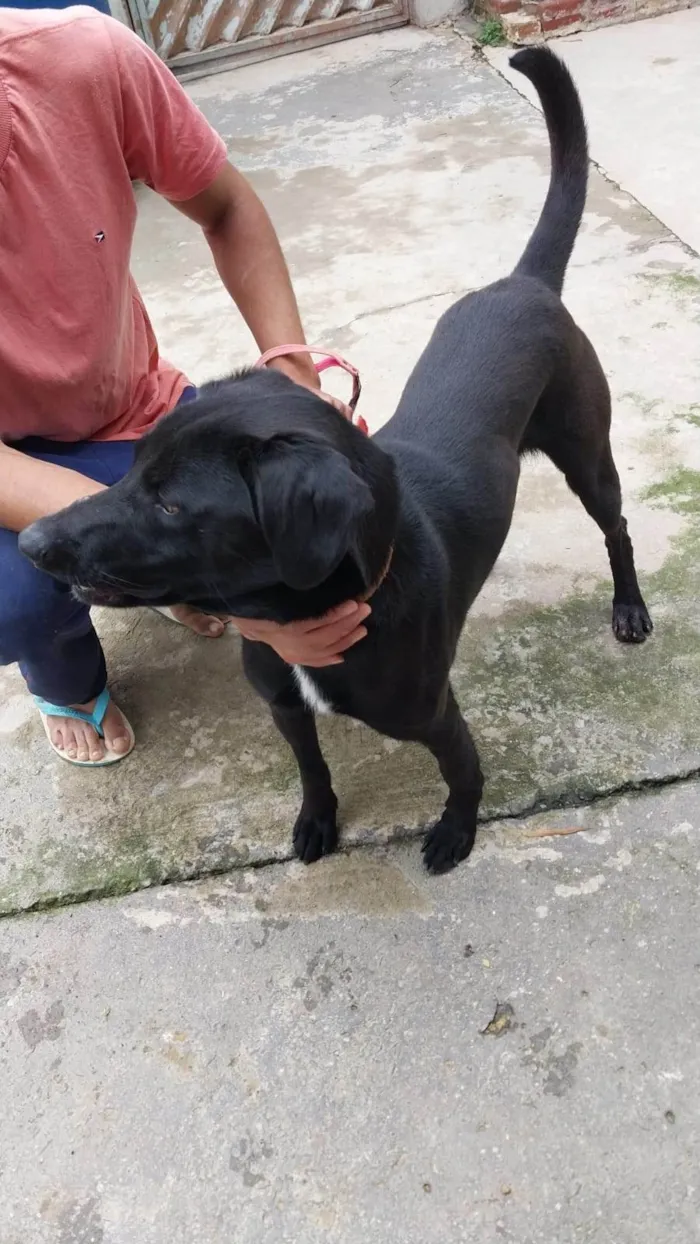 Cachorro ra a SRD-ViraLata idade 3 anos nome Negão 