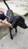 Negão 