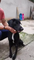 Negão
