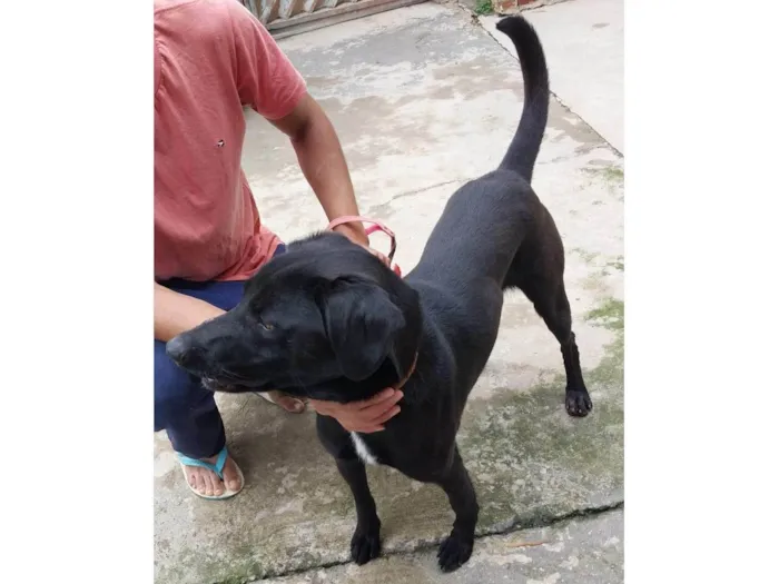 Cachorro ra a SRD-ViraLata idade 3 anos nome Negão 