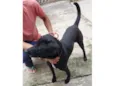 Negão