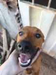 Tiquinho