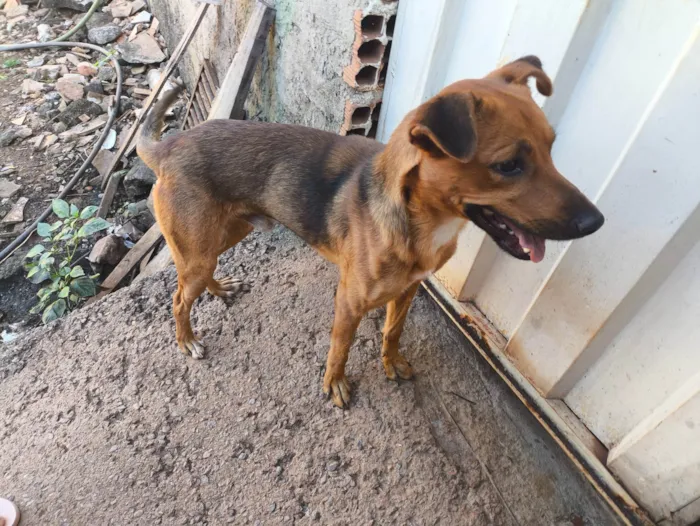 Cachorro ra a SRD-ViraLata idade 2 anos nome Tiquinho 