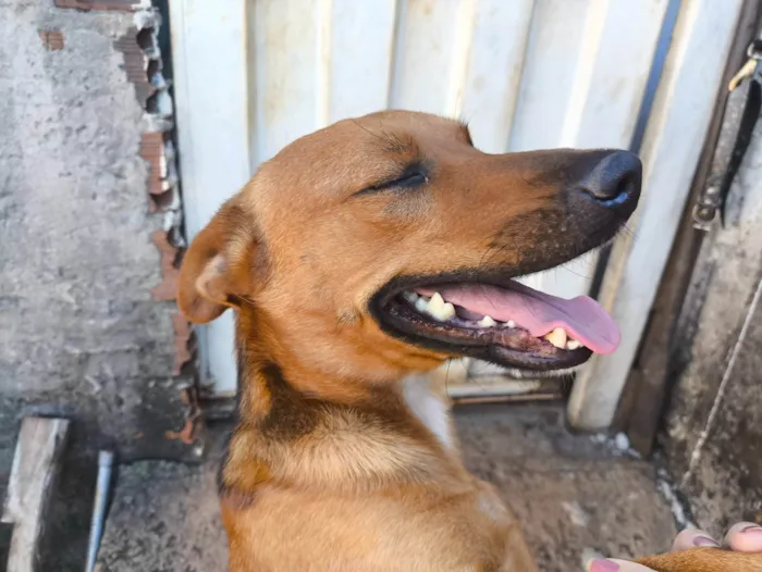 Cachorro ra a SRD-ViraLata idade 2 anos nome Tiquinho 