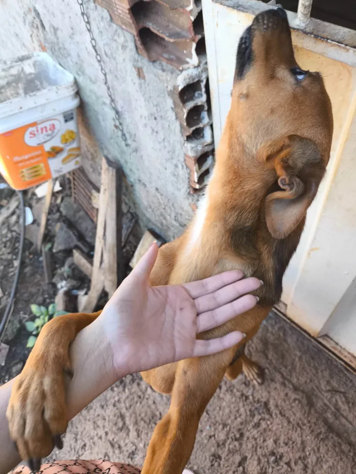 Cachorro ra a SRD-ViraLata idade 2 anos nome Tiquinho 