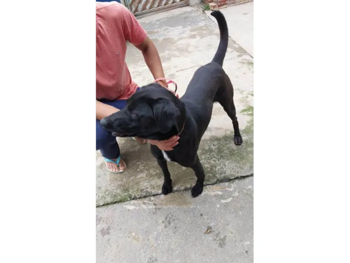 Cachorro ra a SRD-ViraLata idade 3 anos nome Negão 