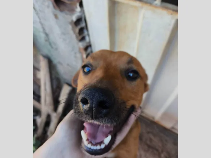 Cachorro ra a SRD-ViraLata idade 2 anos nome Tiquinho 