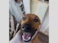 Tiquinho