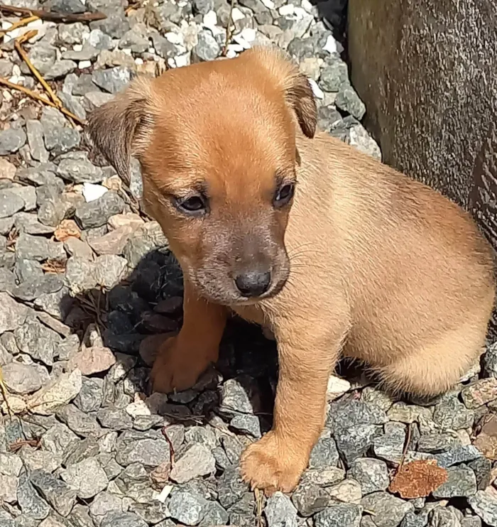 Cachorro ra a SRD-ViraLata idade Abaixo de 2 meses nome Caramelos