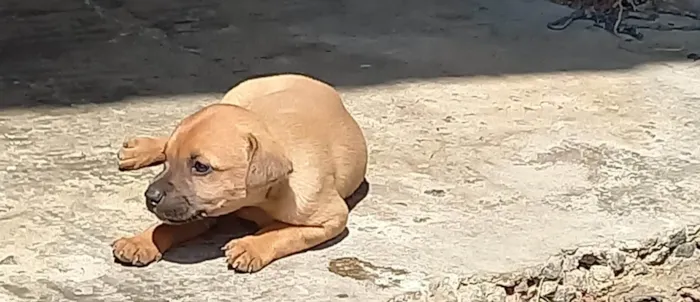 Cachorro ra a SRD-ViraLata idade Abaixo de 2 meses nome Caramelos