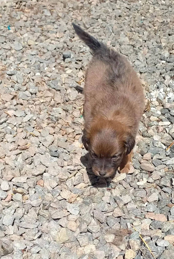Cachorro ra a SRD-ViraLata idade Abaixo de 2 meses nome Caramelos