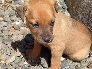 Cachorro raça SRD-ViraLata idade Abaixo de 2 meses nome Caramelos