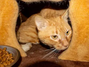 Gato raça SRD-ViraLata idade 2 anos nome Garfield