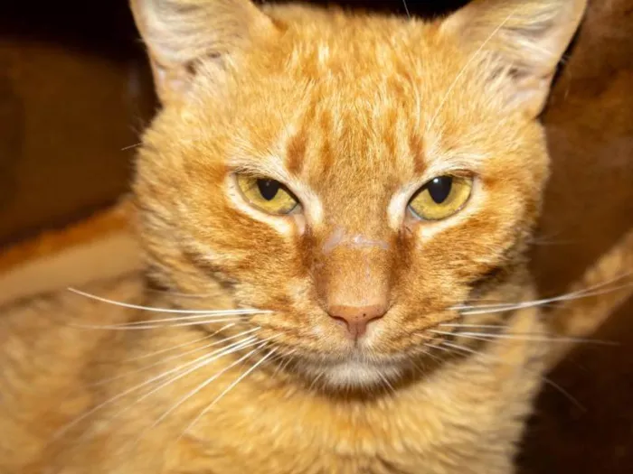 Gato ra a SRD-ViraLata idade 2 anos nome Garfield