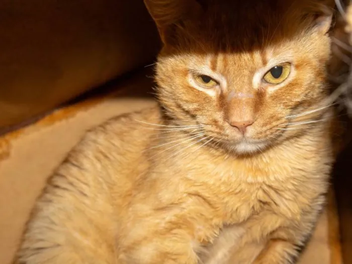 Gato ra a SRD-ViraLata idade 2 anos nome Garfield