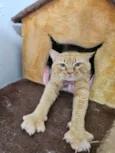 Garfield