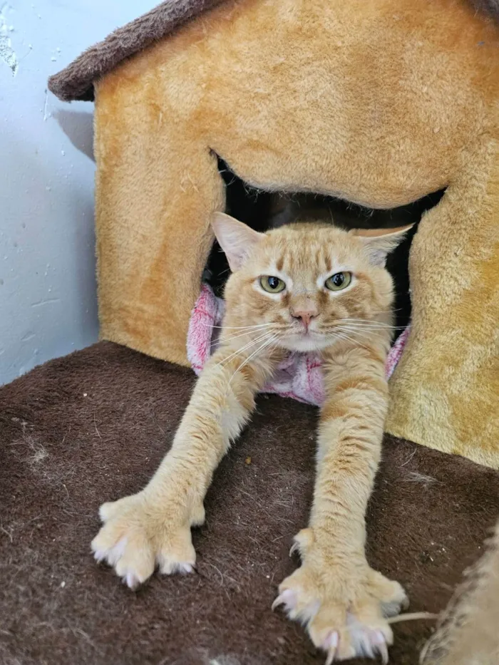 Gato ra a SRD-ViraLata idade 2 anos nome Garfield