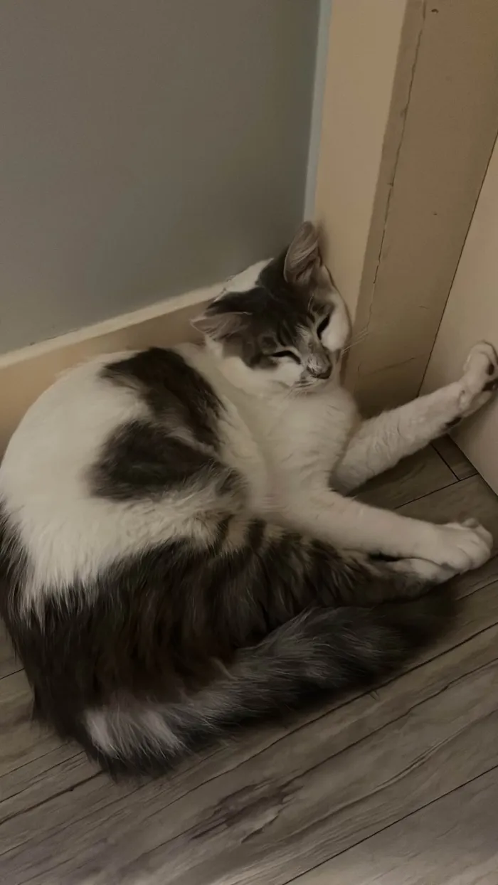 Gato ra a SRD-ViraLata idade 7 a 11 meses nome Xarope
