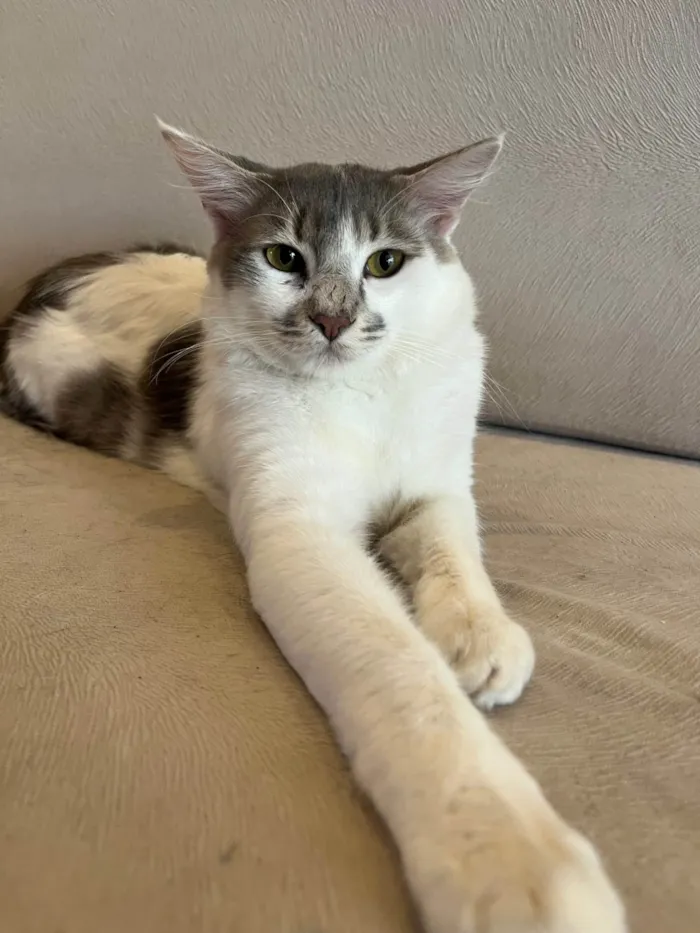 Gato ra a SRD-ViraLata idade 7 a 11 meses nome Xarope