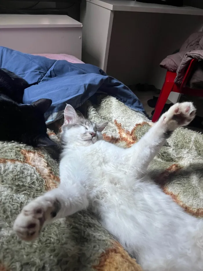 Gato ra a SRD-ViraLata idade 7 a 11 meses nome Xarope