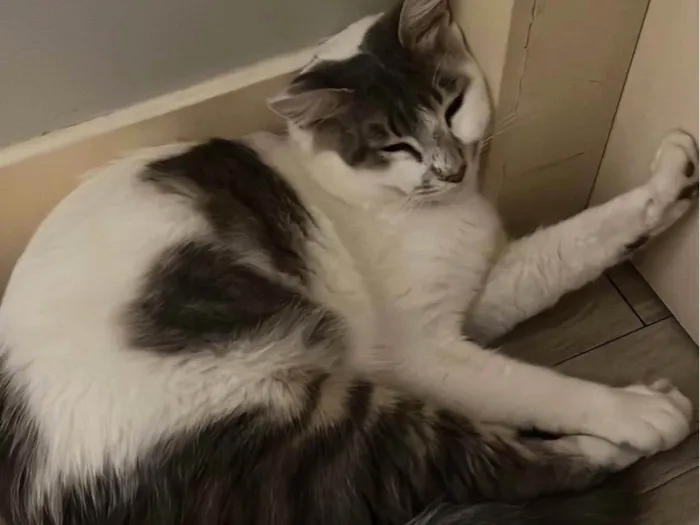 Gato ra a SRD-ViraLata idade 7 a 11 meses nome Xarope