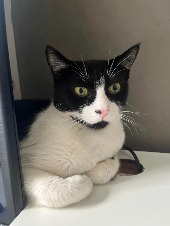 Gato ra a SRD-ViraLata idade 2 anos nome Pitanga