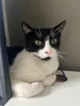 Pitanga
