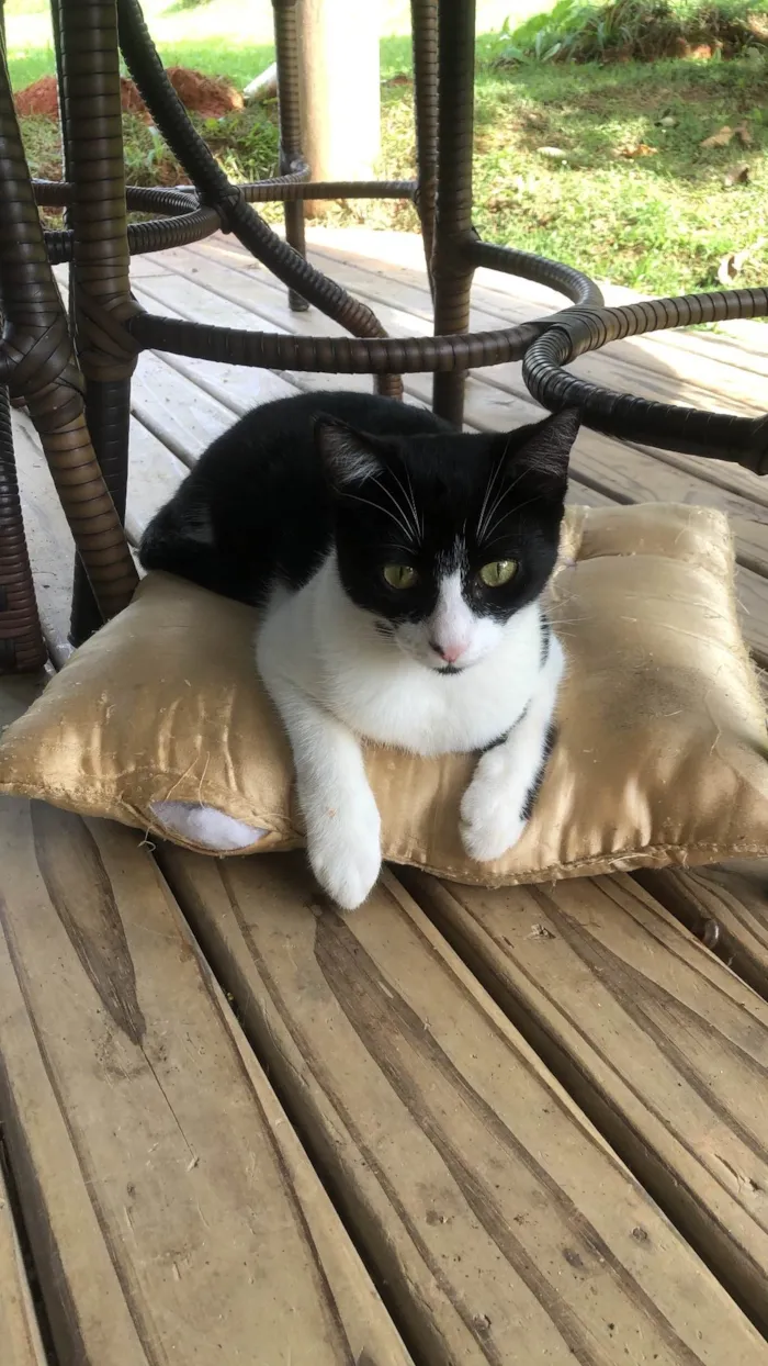 Gato ra a SRD-ViraLata idade 2 anos nome Pitanga
