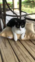 Pitanga
