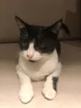 Pitanga