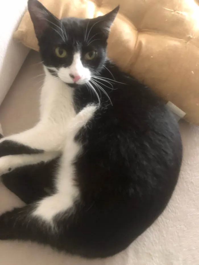 Gato ra a SRD-ViraLata idade 2 anos nome Pitanga
