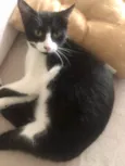Pitanga