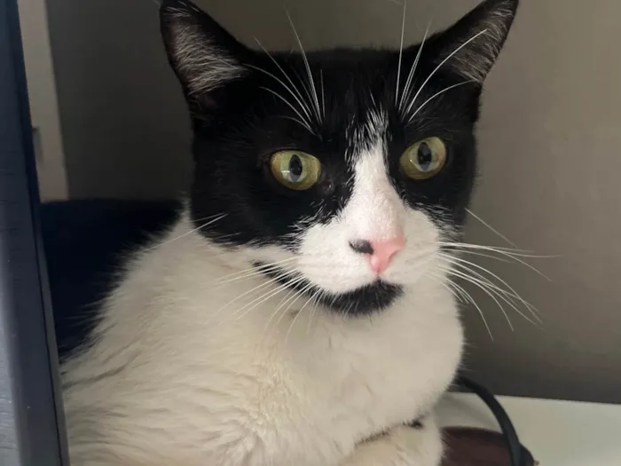 Gato ra a SRD-ViraLata idade 2 anos nome Pitanga