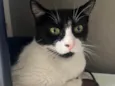 Pitanga